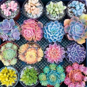 1000 Piece 1.5mm Jigsaw Puzzles for Adults Teen Kids - Realistic Succulent Plants Puzzle Adults Puzzles Game Interesting Toys Personalized Gift