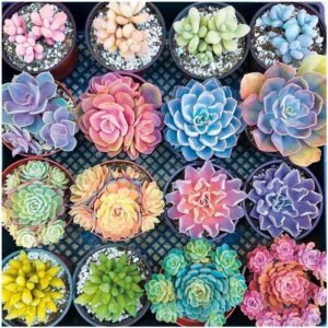 1000 Pieces 1.5 mm Jigsaw Puzzles for Adults, Succulent Plants Pattern Adult Children Puzzle, Intellective Educational Toy Puzzle