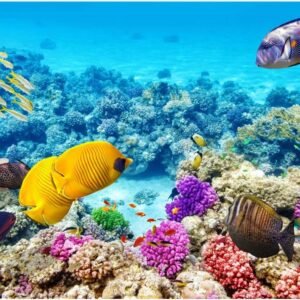 1000 Pieces Puzzles for Adults Ocean World Jigsaw Puzzles Challenging Puzzle Large Difficult Fish Animals Puzzles Kids DIY Toys Gift for Home Decor