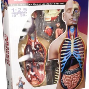 4D Vision  Deluxe Human Anatomy Torso Model